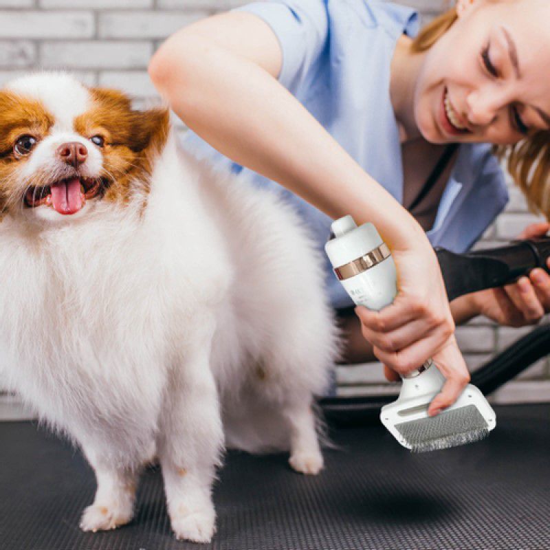 Escova Secadora De Pelos Para Pet Cachorro Gato